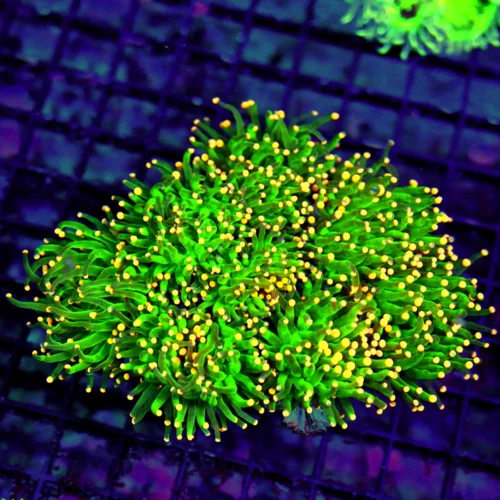 WYSIWYG 6.5X6.5 EXTREMELY RARE COLOR "ORANGE TIPPED COTTON CANDY" INDO TORCH-THIS IS VERY SPECIAL live coral for sale - Extreme Corals