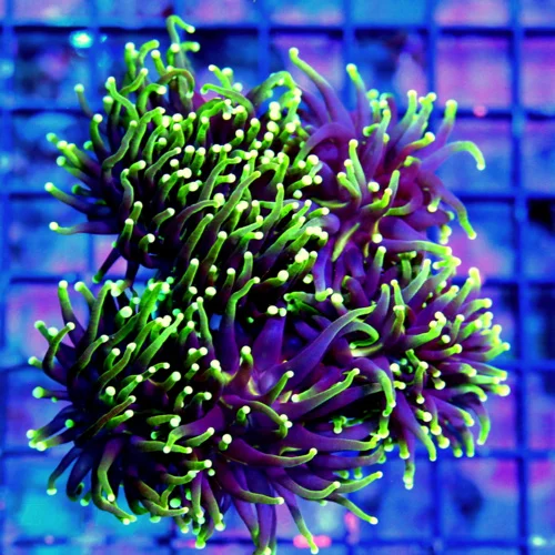 WYSIWYG 5x5 XL SUPER SUPER NEON PURPLE YELLOW-LIME GREEN TIPPED"GASLIGHT" ULTRA COLORED XL INDO SHOW TORCH live coral for sale - Extreme Corals