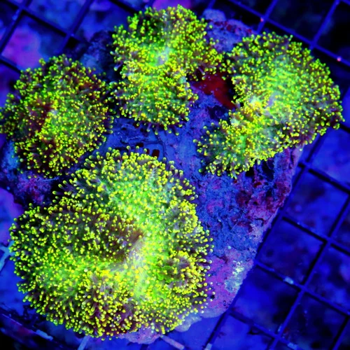 WYSIWYG 5.5X5 HAIRY RHODACTIS MUSHROOM-VERY VERY NICE NEON GREEN AND PURPLE HAIRY RHODACTIS MUSHROOM ROCK live coral for sale - Extreme Corals