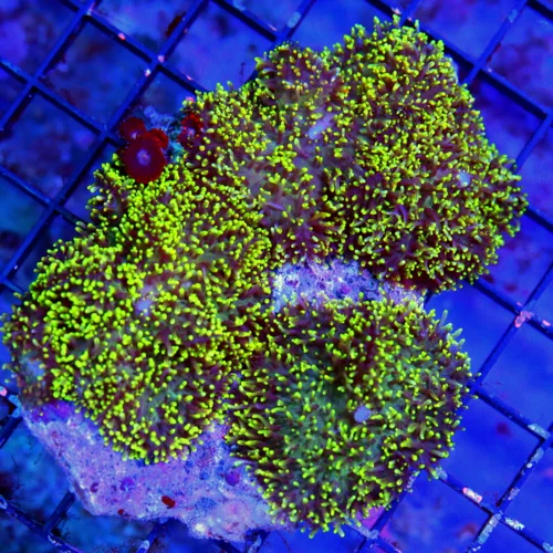 WYSIWYG 5X5 HAIRY RHODACTIS MUSHROOM-VERY VERY NICE NEON GREEN AND PURPLE HAIRY RHODACTIS MUSHROOM ROCK live coral for sale - Extreme Corals