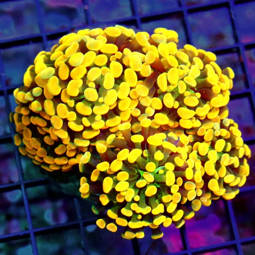 WYSIWYG 5X5 5 ULTIMATE ULTRA COLORED BLUE TIPPED SUPER HOME DEPOT ORANGE TENTACLED SHOWPIECE BRANCHING HAMME live coral for sale - Extreme Corals
