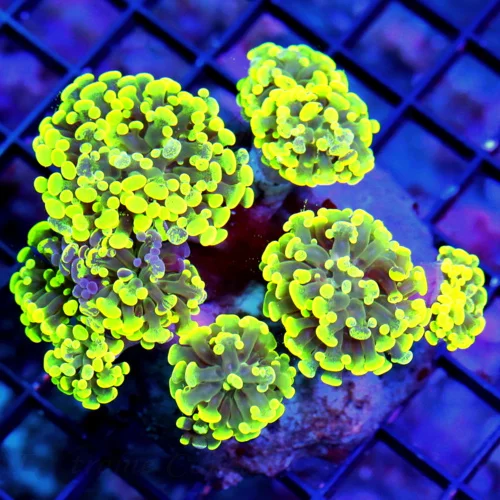 WYSIWYG 5.5X5.5 ULTRA ULTRA LEMON LIME YELLOW-GREEN PURPLE PAINTED XXL BRANCHING INDO HAMMER live coral for sale - Extreme Corals