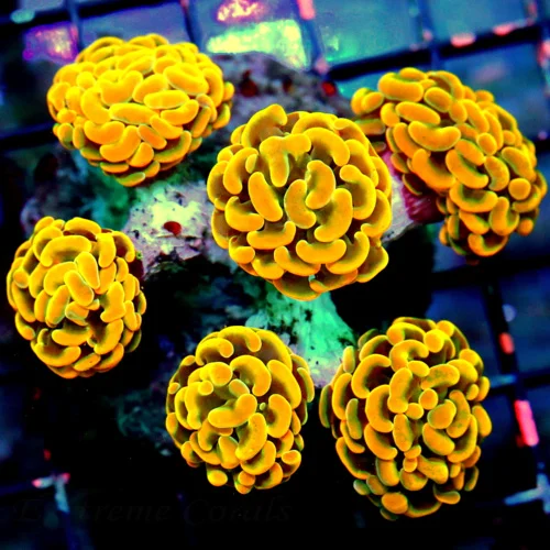 WYSIWYG 5.5X5 XXL SUPER INSANE ORANGE BRANCHING HAMMER-THIS IS VERY VERY SPECIAL COLOR-GIANT live coral for sale - Extreme Corals