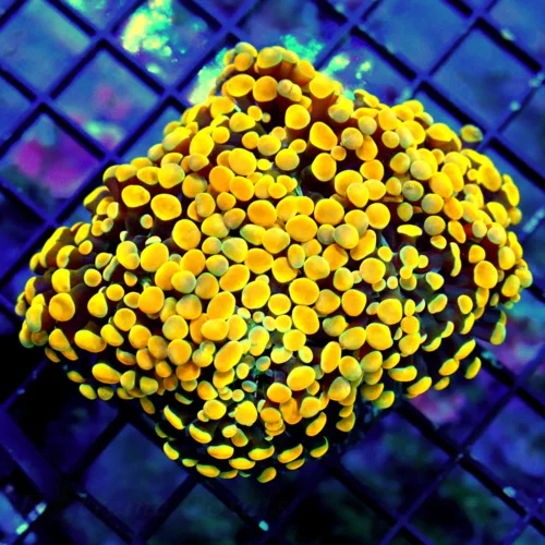 WYSIWYG 5.5X5 BRANCHING HAMMER-COLLECTOR ITEM COLOR-ABSOLUTELY INSANE GLOWING HOME DEPOT ORANGE HAMMER live coral for sale - Extreme Corals