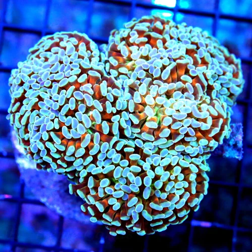 WYSIWYG 5.5X5 ULTIMATE ULTRA COLORED BLUE TIPPED SUPER HOME DEPOT ORANGE TENTACLED SHOWPIECE BRANCHING HAMME live coral for sale - Extreme Corals
