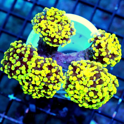 WYSIWYG 5.5X5 THIS IS OUTRAGEOUS EXTREMELY RARE BRANCHING HAMMER-FROGSPAWN MORPH "YELLOW FRAMMER" COLLECTORS live coral for sale - Extreme Corals