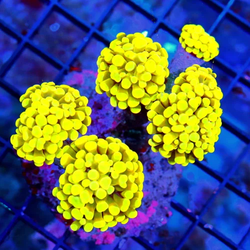 WYSIWYG 5.5X4 THIS IS OUTRAGEOUS EXTREMELY RARE BRANCHING HAMMER-FROGSPAWN MORPH "YELLOW FRAMMER" COLLECTORS live coral for sale - Extreme Corals