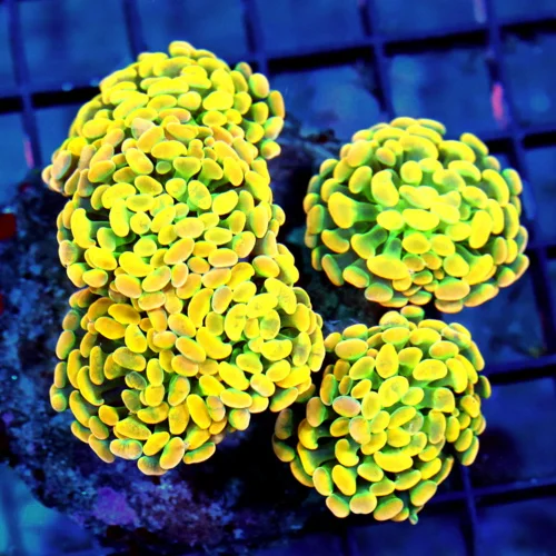 WYSIWYG 5X5 BRANCHING HAMMER-COLLECTOR ITEM COLOR-ABSOLUTELY INSANE GLOWING HOME DEPOT ORANGE HAMMER live coral for sale - Extreme Corals