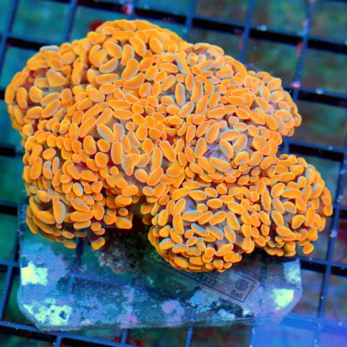 WYSIWYG 5.5X5 ULTRA ULTRA COLORED TANGERINE ORANCE VERY RARE COLORED XL BRANCHING INDO FATHEAD HAMMER live coral for sale - Extreme Corals
