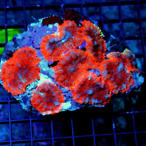 WYSIWYG XL SUPER ULTRA ORANGE MULTICOLORED SHOWPIECE RHODACTIS MUSHROOM COLONY!! I LOVE THIS ONE! live coral for sale - Extreme Corals