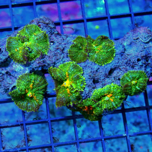 WYSIWYG 6X4 VERY VERY RARE SUNKIST BOUNCE TYPE MUSHROOM THESE ORANGE IS STARTING TO BOUNCE live coral for sale - Extreme Corals