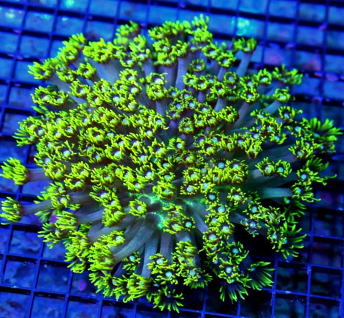 WYSIWYG 10X10 GIANT BLUE ALIEN EYED ULTRA COLORED SHOWPIECE INDO GONIOPORA-THIS IS AWESOME!! live coral for sale - Extreme Corals