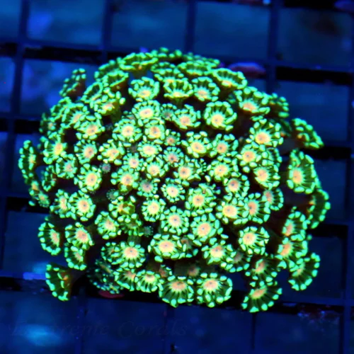 WYSIWYG 4X3 SUPER PINK-PEACH JEWEL EYED ULTRA COLORED FOREST GREEN ALVEOPORA-AWESOME live coral for sale - Extreme Corals