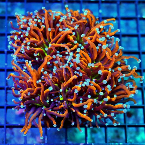 WYSIWYG 6X6 SCOTT'S HANDPICKED ULTIAMTE PEE IN YOURPANTS AWESOME ULTRA SHOWPIECE TORCH GIANT CENTERPIECE live coral for sale - Extreme Corals