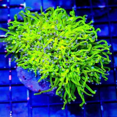 WYSIWYG 6X5.5 XXL GIANT CENTERPIECE ULTRA BLUE TIPPED COTTON CANDY CENTERPIECE INDO TORCH CORAL live coral for sale - Extreme Corals