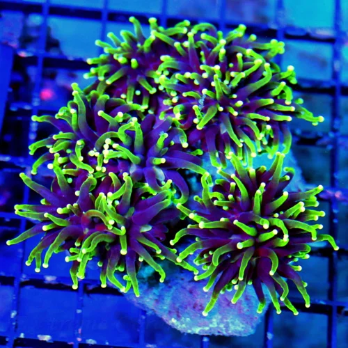 WYSIWYG 5.5x5.5 XL SUPER SUPER NEON PURPLE YELLOW-LIME GREEN TIPPED"GASLIGHT" ULTRA COLORED XL INDO SHOW TOR live coral for sale - Extreme Corals