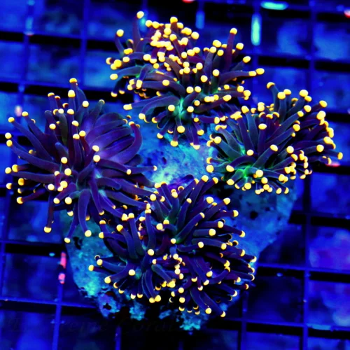 WYSIWYG 5.5X5.5 XXL "MIDNIGHT RIDER" ULTRA SHOWPIECE TORCH GIANT INDO SUPER PURPLE INSANE ORANGE EYED TORCH live coral for sale - Extreme Corals