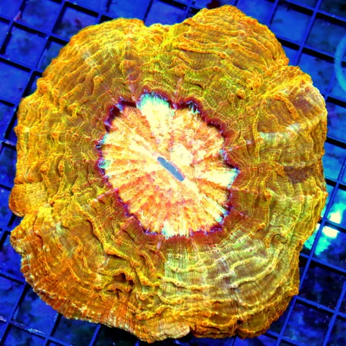 WYSIWYG 6.5X6.5 SPECIAL BLOWOUT PRICE ULTRA GRADE ULTRA COLORED ACANTHOPHYLLIA live coral for sale - Extreme Corals