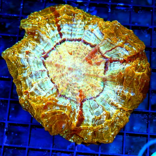 WYSIWYG 6X6 SPECIAL BLOWOUT PRICE ULTRA GRADE ULTRA COLORED ACANTHOPHYLLIA live coral for sale - Extreme Corals