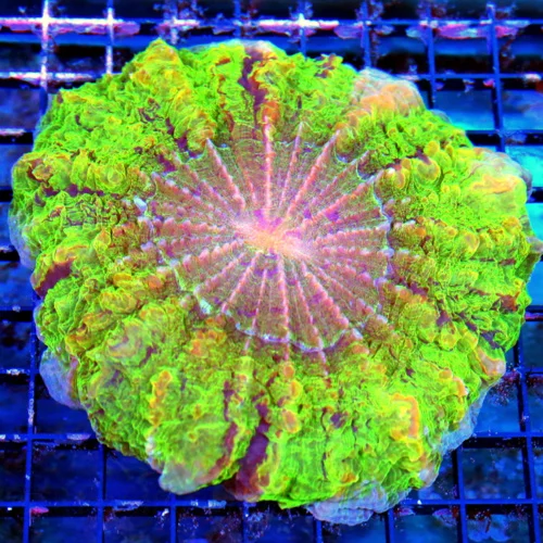 WYSIWYG 7X7 SPECIAL BLOWOUT PRICE ULTRA GRADE ULTRA COLORED ACANTHOPHYLLIA live coral for sale - Extreme Corals