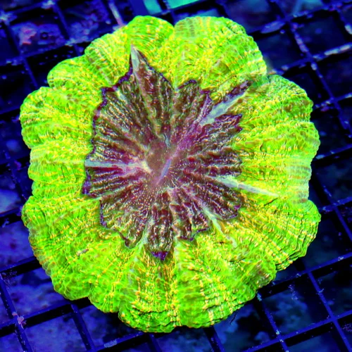 WYSIWYG 6X6 SPECIAL BLOWOUT PRICE ULTRA GRADE ULTRA COLORED ACANTHOPHYLLIA live coral for sale - Extreme Corals