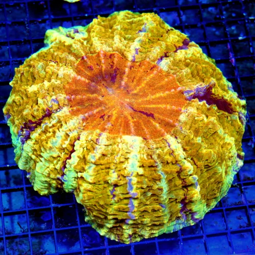 WYSIWYG 9X9 SPECIAL BLOWOUT PRICE ULTRA GRADE ULTRA COLORED ACANTHOPHYLLIA live coral for sale - Extreme Corals