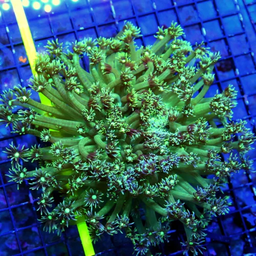 WYSIWYG 10X10 XXL GONIOPORA CORAL - WOWEE! SUPER ULTRA COLORED WHITE EYED GONIOPORA CORAL live coral for sale - Extreme Corals