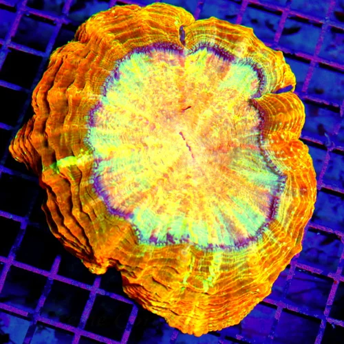 WYSIWYG 7X7 SPECIAL BLOWOUT PRICE ULTIMATE SHOWPIECE ACANTHOPHYLLIA-SCOTT'S HANDPICKED ULTRA COLORED ULTRA G live coral for sale - Extreme Corals
