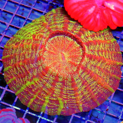 WYSIWYG 8X8 SPECIAL BLOWOUT PRICE ULTIMATE SHOWPIECE ACANTHOPHYLLIA-SCOTT'S HANDPICKED ULTRA COLORED ULTRA G live coral for sale - Extreme Corals