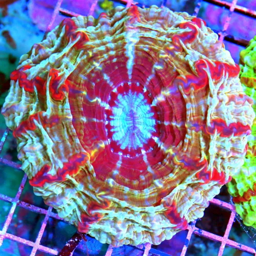 WYSIWYG 5.5X5.5 SPECIAL BLOWOUT PRICE XL SUPER COLORED MASTER INDOPHYLLIA HANDPICKED BY SCOTT-AWESOME COLOR! live coral for sale - Extreme Corals
