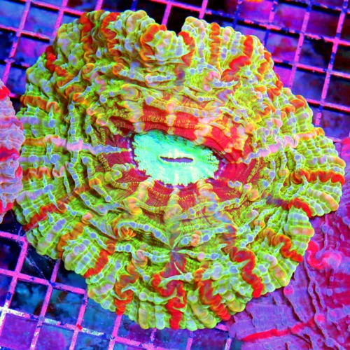 WYSIWYG 8X8 SPECIAL BLOWOUT PRICE XXL MASTER INDOPHYLLIA-SCOTT'S HANDPICKED ULTRA COLORED COLLECTORS ITEM CO live coral for sale - Extreme Corals