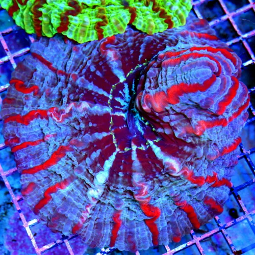 WYSIWYG 8X8 SPECIAL BLOWOUT PRICE XXL MASTER INDOPHYLLIA-SCOTT'S HANDPICKED ULTRA COLORED COLLECTORS ITEM CO live coral for sale - Extreme Corals