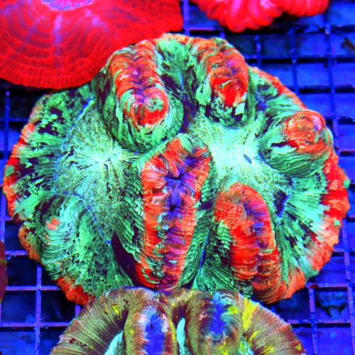 WYSIWYG 6.5X6 SPECIAL BLOWOUT PRICE XL ULTRA WELLSOPHYLLIA-ULTRA COLORED RAINBOW INDO XL WELLSOPHYLLIA-INCRE live coral for sale - Extreme Corals
