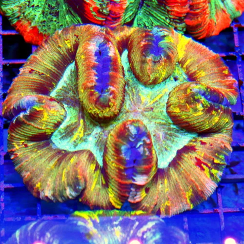 WYSIWYG 5X5 SPECIAL BLOWOUT PRICE XL ULTRA WELLSOPHYLLIA-ULTRA COLORED RAINBOW INDO XL WELLSOPHYLLIA-INCREDI live coral for sale - Extreme Corals