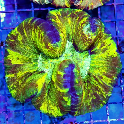WYSIWYG 5.5X5.5 SPECIAL BLOWOUT PRICE CRAZY COLORED ULTRA GRADE LARGE INDO WELLSOPHYLLIA-I LOVE THE YELLOW I live coral for sale - Extreme Corals