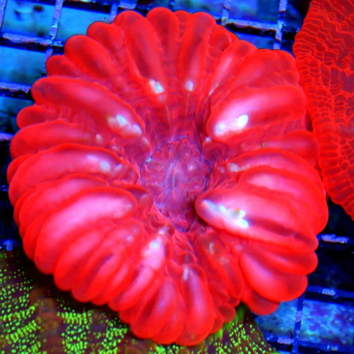WYSIWYG 5X5 SPECIAL BLOWOUT PRICE ULTRA GRADE CYNARINA-ABSOLUTELY INSANE RED PINK ULTRA COLORED INDO CYNARIN live coral for sale - Extreme Corals