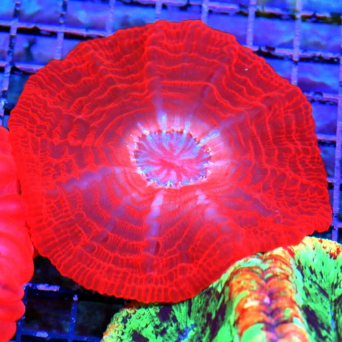 WYSIWYG 5X5 SPECIAL BLOWOUT PRICE XL CHERRY BOMB CYNARINA-ULTRA ULTRA FIREENGINE RED ULTRA GRADE INDO XL CYN live coral for sale - Extreme Corals