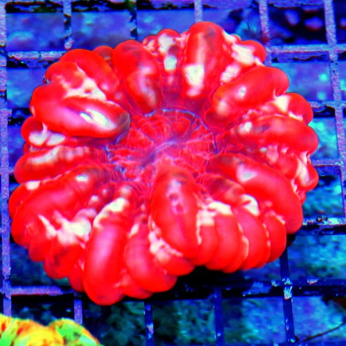 WYSIWYG 4.5X4.5 SPECIAL BLOWOUT PRICE ULTRA GRADE CYNARINA-ABSOLUTELY INSANE RED PINK ULTRA COLORED INDO CYN live coral for sale - Extreme Corals