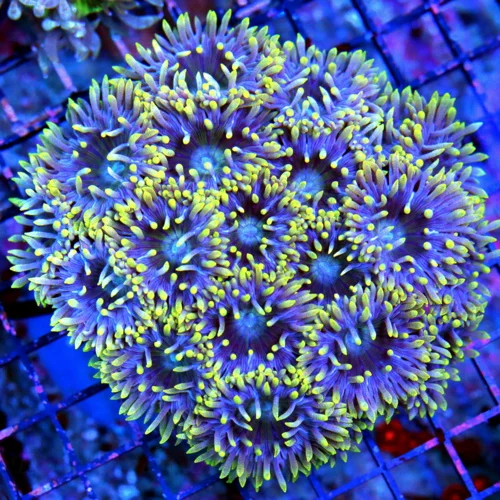 WYSIWYG 4.5X4.5 VERY VERY RARE "BLUEBERRY DUNCANSAMNIA" I ONLY GET A FEW OF THESE A YEAR live coral for sale - Extreme Corals