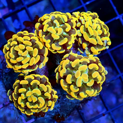 WYSIWYG 5.5X5 BRANCHING HAMMER-COLLECTOR ITEM COLOR-ABSOLUTELY INSANE GLOWING HOME DEPOT ORANGE HAMMER live coral for sale - Extreme Corals