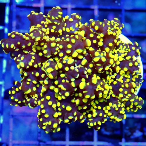 WYSIWYG 4X4 NEON YELLOW-ORANGE TIPPED PURPLE TENTACLED ULTRA GRADE BRANCHING OCTOSPAWN VERY SPECIAL live coral for sale - Extreme Corals