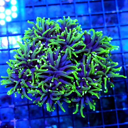 WYSIWYG 5.5X5.5 XL SUPERS SUPER NEON PURPLE YELLOW-LIME GREEN TIPPED ULTRA COLORED XL INDO SHOW TORCH live coral for sale - Extreme Corals