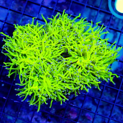 WYSIWYG 6X6 XXL SUPER SUPER NEON GREEN SUPER BLUE TIPPED ULTRA COLORED HUGE CENTERPIECE ULTRA TORCH live coral for sale - Extreme Corals