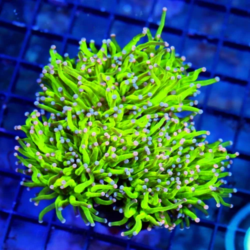 WYSIWYG 5X5 ULTRA ULTRA COLORED BLUE AND PINK TIPPED "CARE BEAR tORCH" VERY VERY RARE GIANT SPECIMEN live coral for sale - Extreme Corals