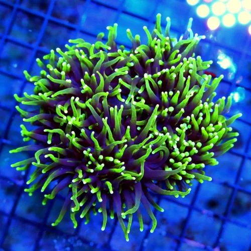 WYSIWYG 5.5X5.5 5.5X5.5 XL SUPERS SUPER NEON PURPLE YELLOW-LIME GREEN TIPPED ULTRA COLORED XL INDO SHOW TORC live coral for sale - Extreme Corals