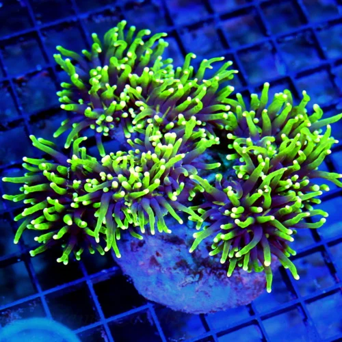 WYSIWYG 5.5X5 XL SUPERS SUPER NEON PURPLE YELLOW-LIME GREEN TIPPED ULTRA COLORED XL INDO SHOW TORCH live coral for sale - Extreme Corals