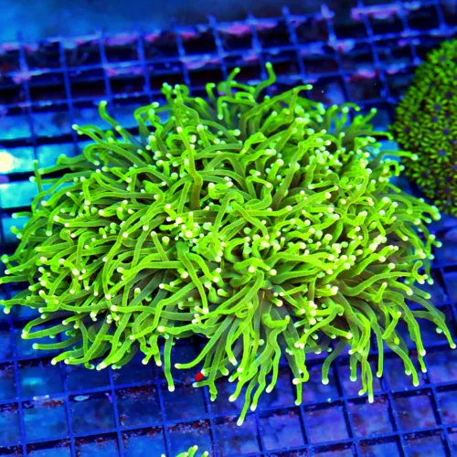 WYSIWYG 8X7 XXL HUGE 6X5 XXL COMBO TORCH 2 DIFFERENT COLORED TORCH CORALS GETTING 2 FOR THE PRICE OF ONE!!! live coral for sale - Extreme Corals