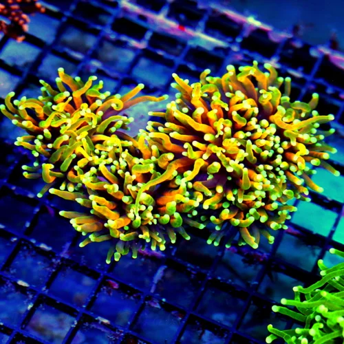 WYSIWYG 6X4  HANDPICKED BY SCOTT 24k MORPH SUPER SUPER ULTRA GRADE CENTERPIECE XXL ULTIMATE INDO TORCH live coral for sale - Extreme Corals