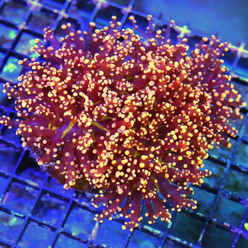 WYSIWYG 6X6 XXL SUPER NEON NEON ULTRA ORANGE BRANCHING OCTOSPAWN-AS NICE A COLOR AS YOU WILL EVER SEE!! live coral for sale - Extreme Corals