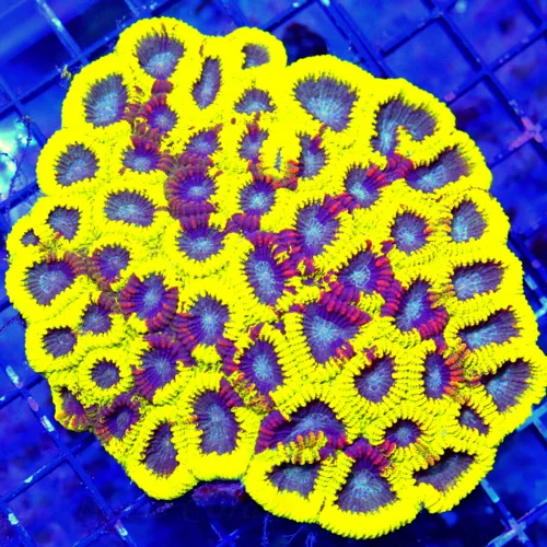 WYSIWYG 5.5X4.5 5.5X5.5 LARGE FAVIA-SUPER COLORED NEON NEON YELLOW RIMMED ULTRA PURPLE VERY VERY RARE COLORE live coral for sale - Extreme Corals